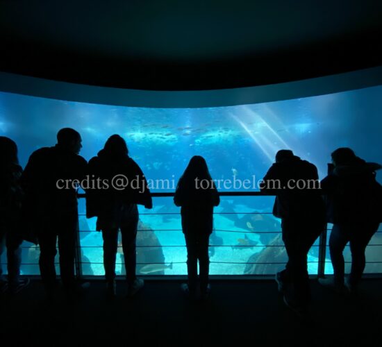 oceanario_de_lisboa_5_credits@djami_torrebelem.com